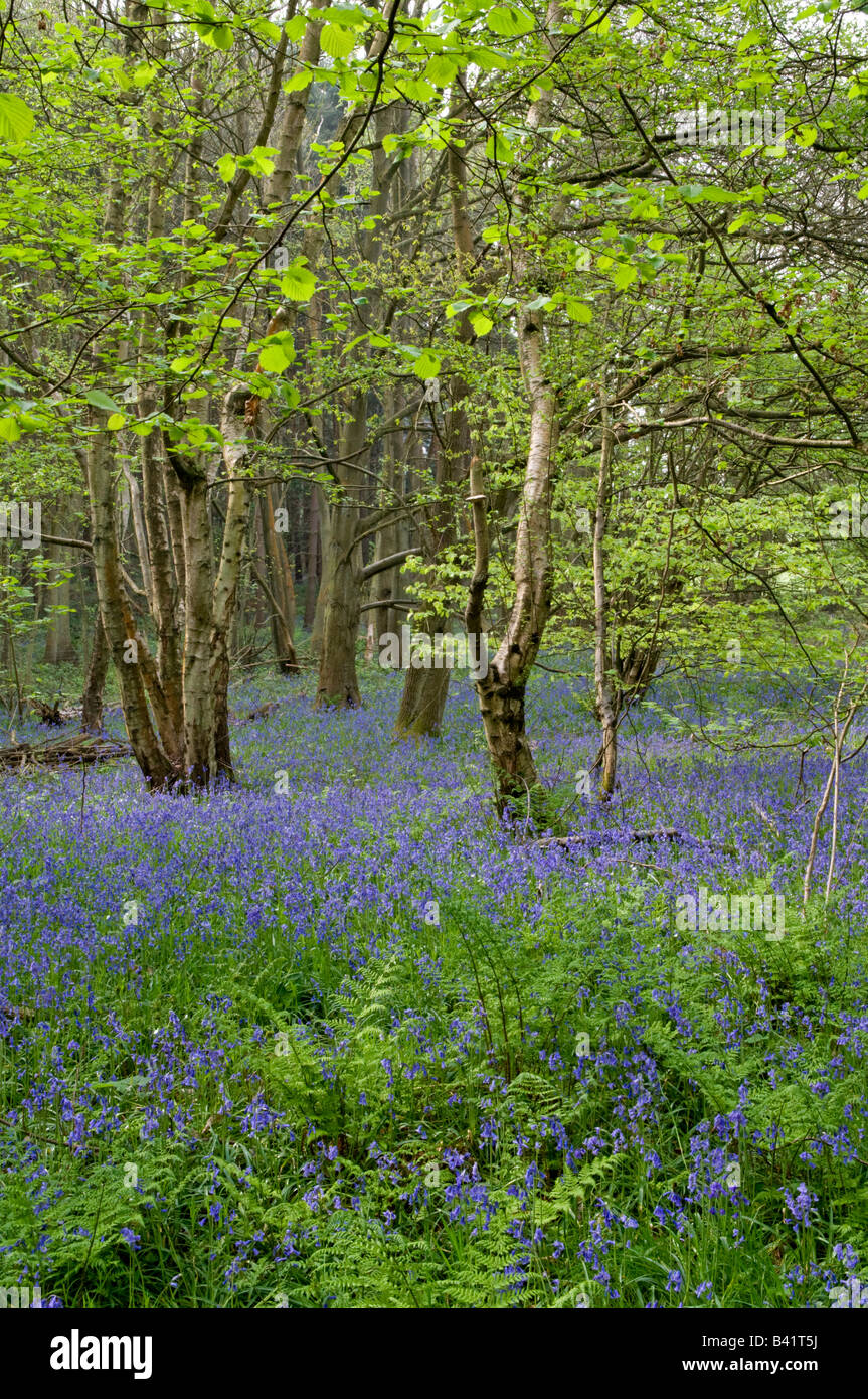 Bluebell Hyacinthoides non scripta Surrey England peut Banque D'Images