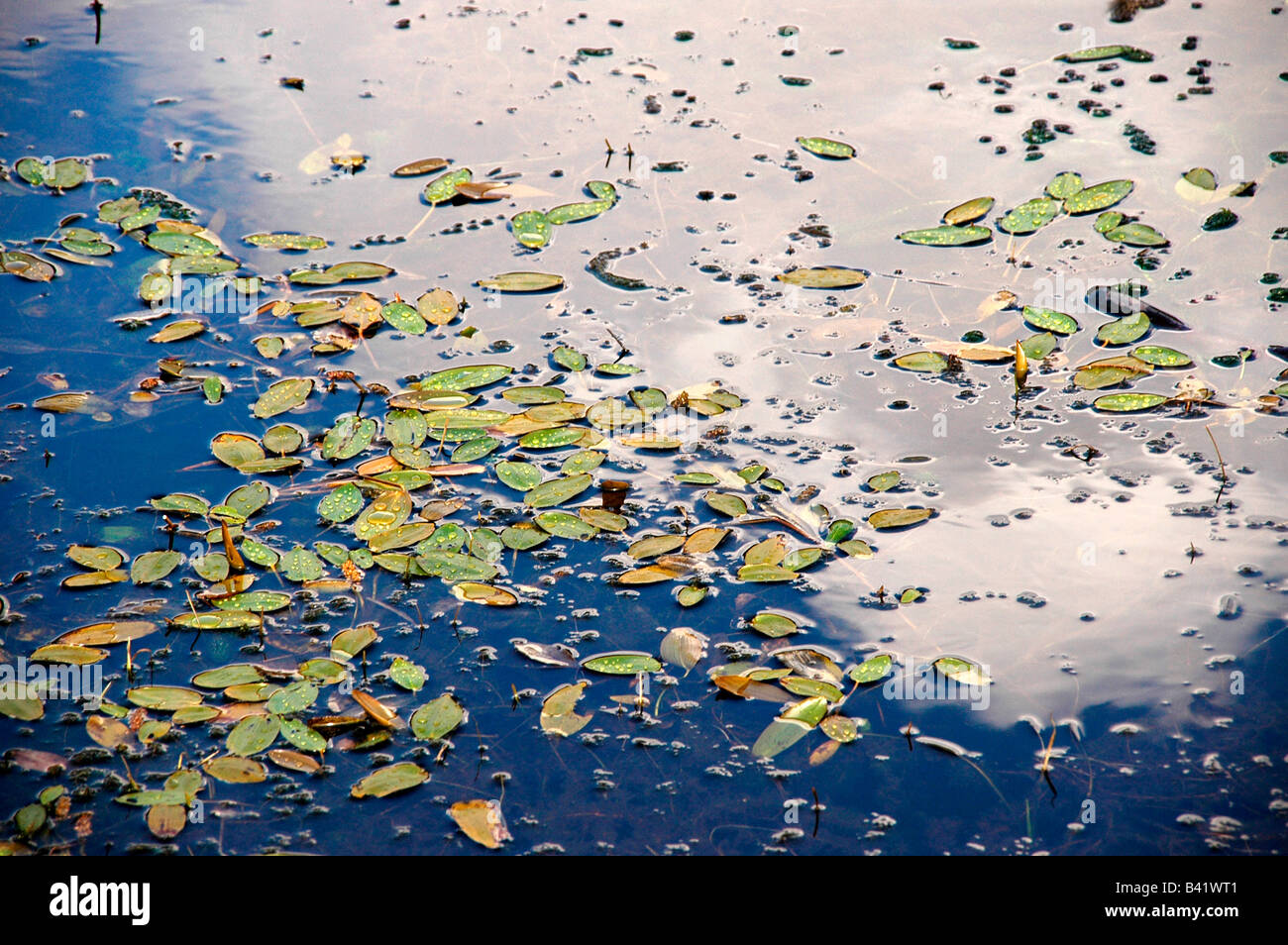 Les feuilles mortes se trouvent flottant sur l'eau qui reflète un ciel nuageux. Banque D'Images