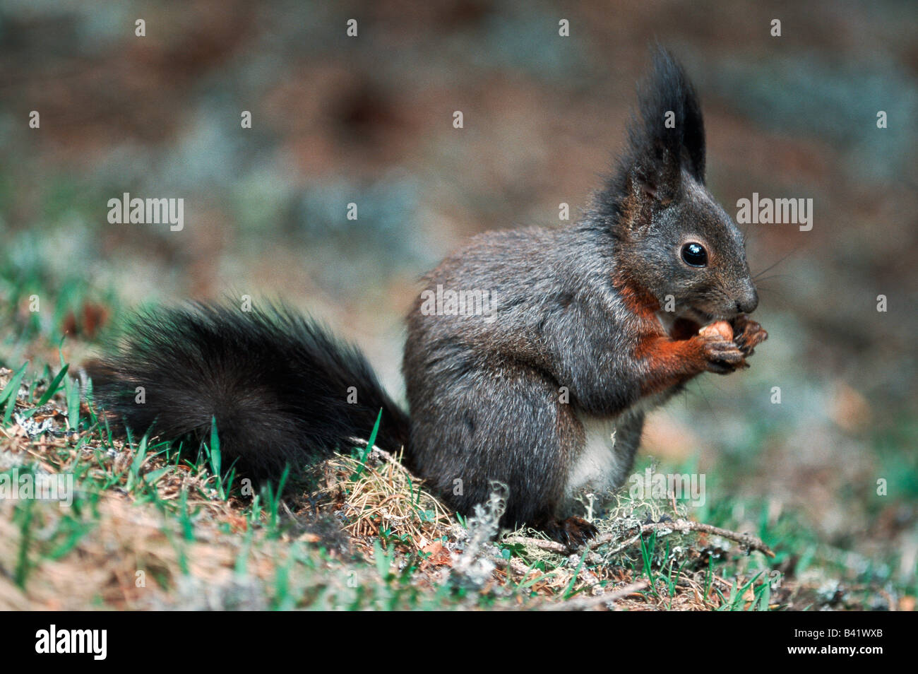 L'écureuil roux Sciurus vulgaris phase noirs adultes Suisse Banque D'Images