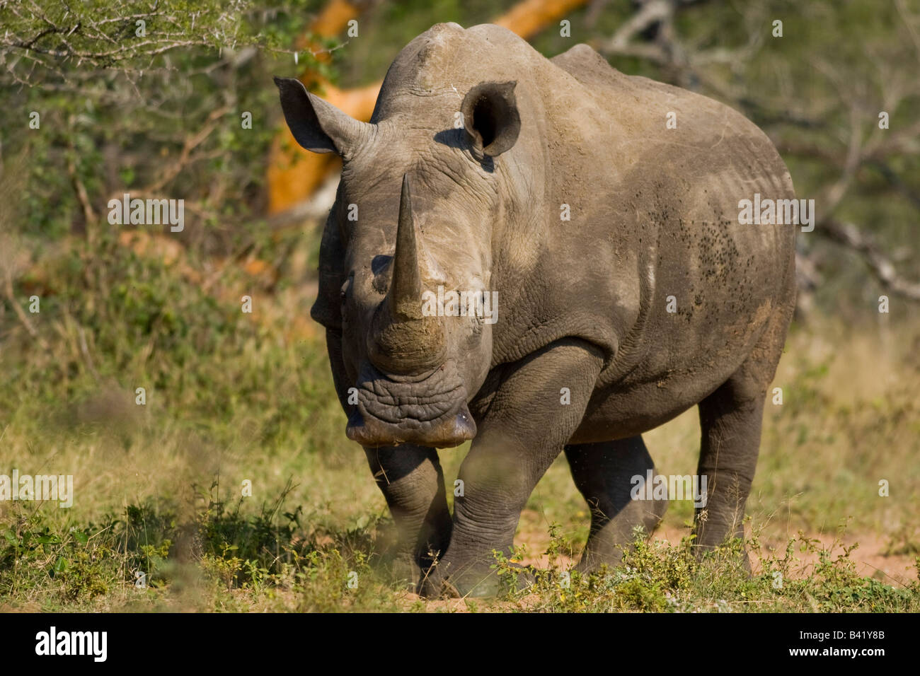 Portrait d'un rhinocéros Banque D'Images