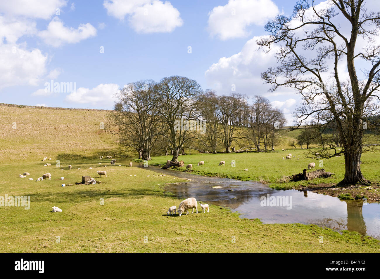 Moutons et agneaux de printemps animaux sur les Cotswolds à côté de la rivière infantile Leach 1 mille au NW de Eastleach, Gloucestershire Banque D'Images