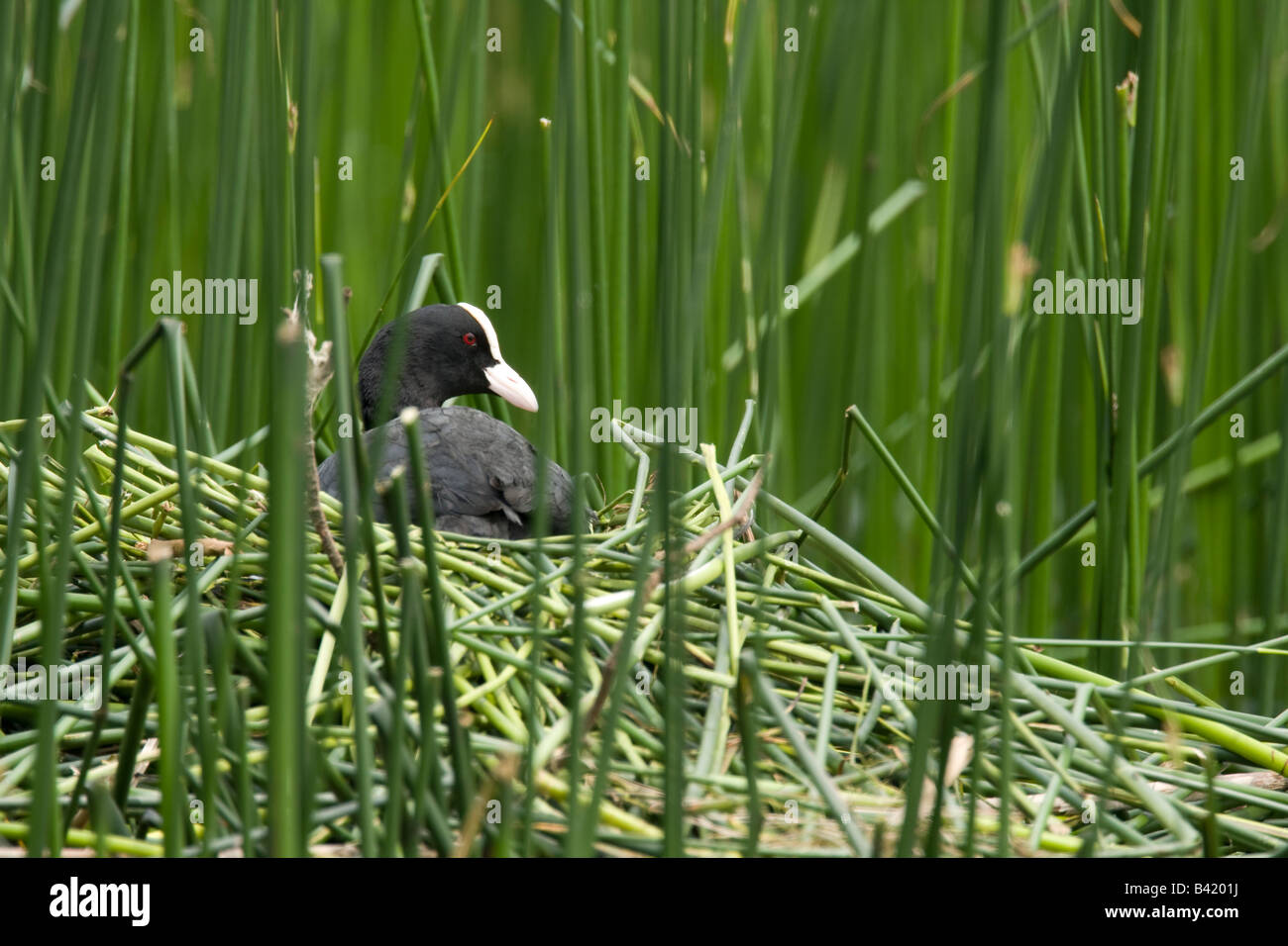 Foulque macroule Fulica atra adultes assis sur son nid dans les roseaux Banque D'Images