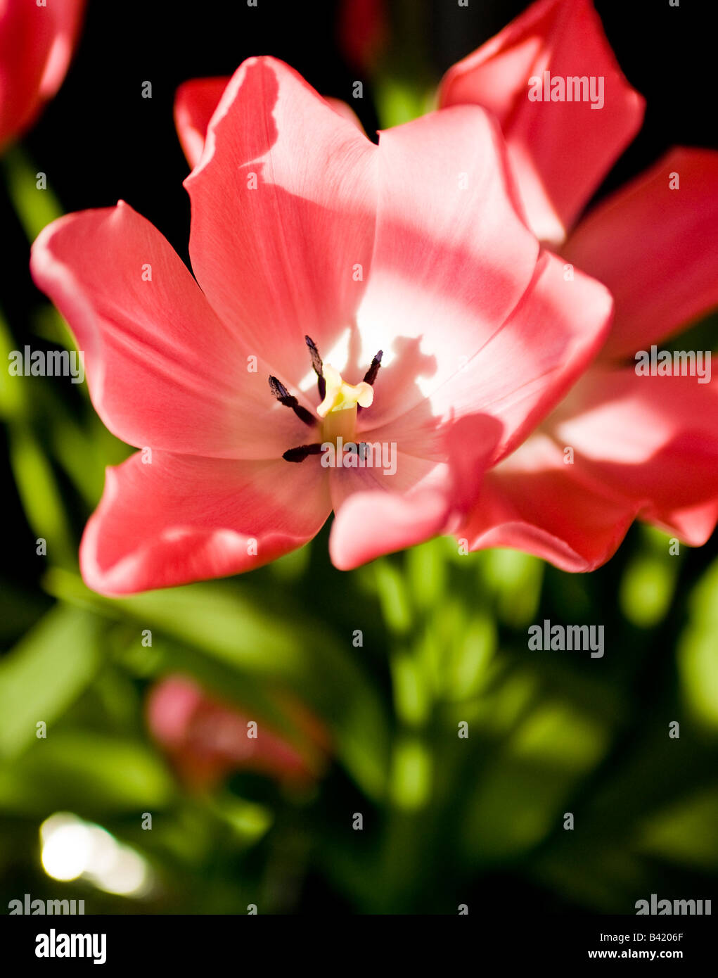 Une fleur rouge ouverture dans la lumière du soleil Banque D'Images