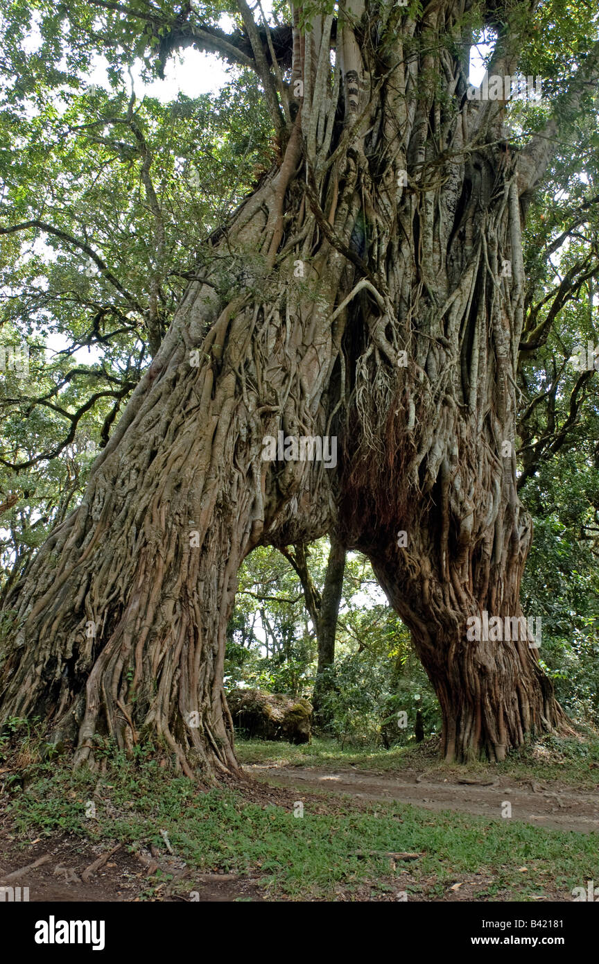 Deux strangler fig ficus thonningii arbres formant un arc de l'autre côté de la route, le Mont Meru, Parc National d'Arusha en Tanzanie Banque D'Images