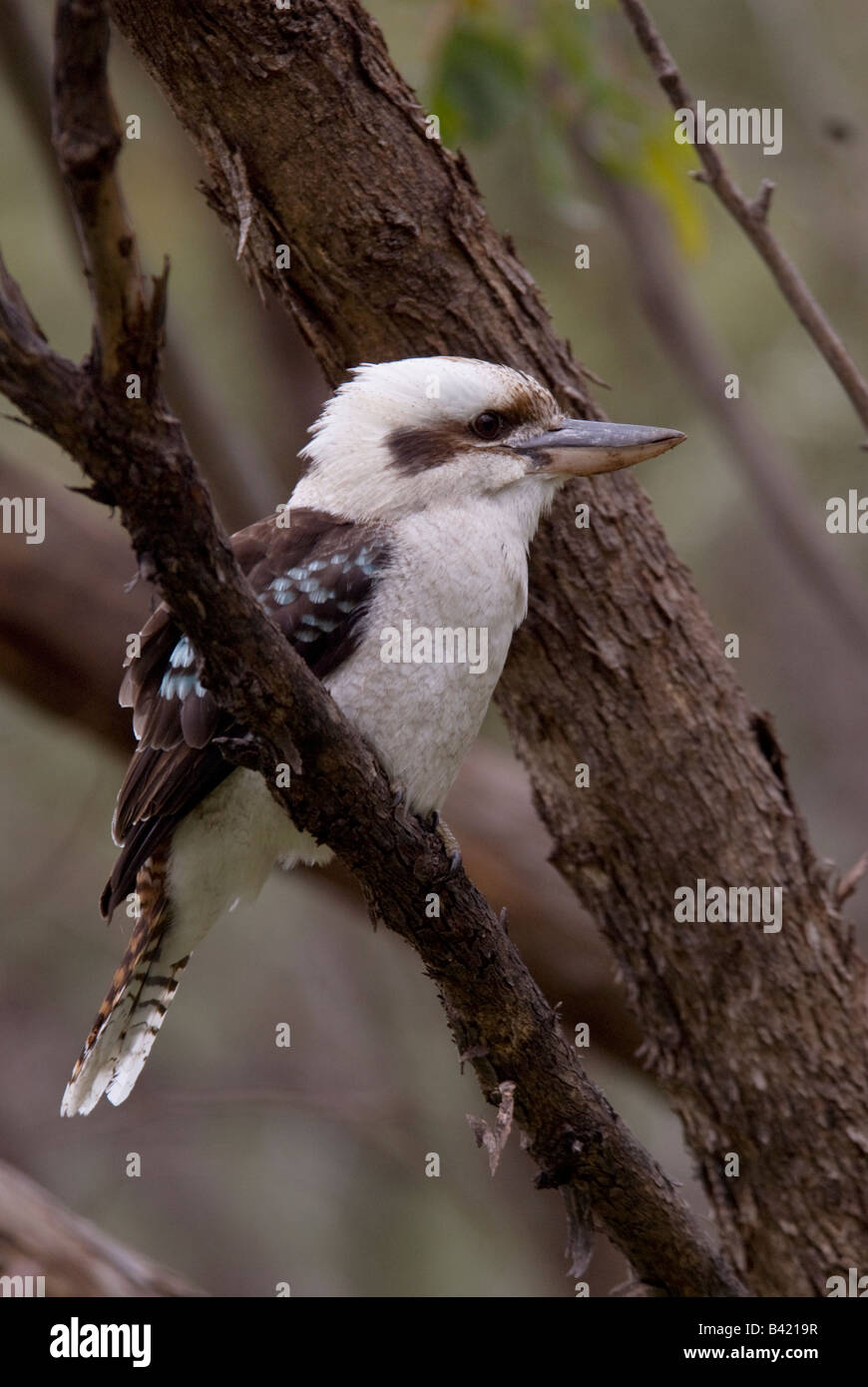 Laughing Kookaburra Dacelo novaeguineae, Australie du Sud, Banque D'Images