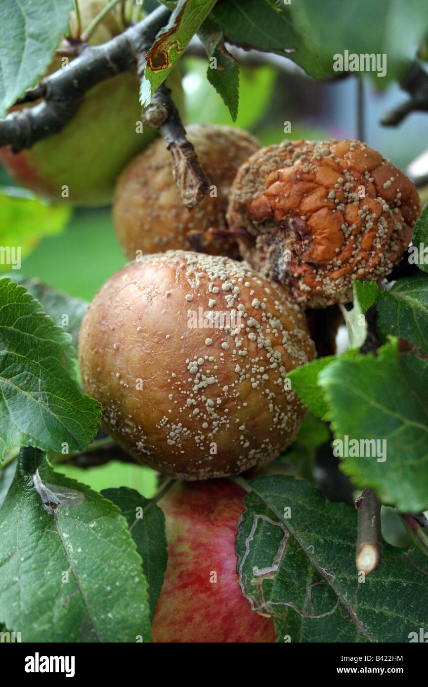 La pourriture brune de la pomme. MONILINIA. Banque D'Images