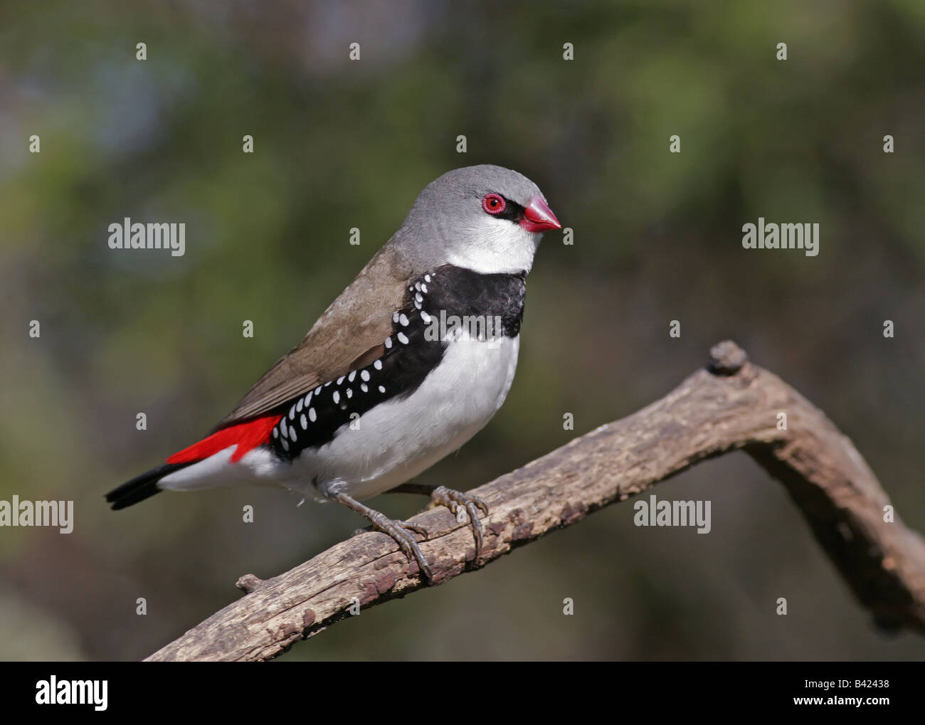 Firetailed Finch Diamant Banque D'Images