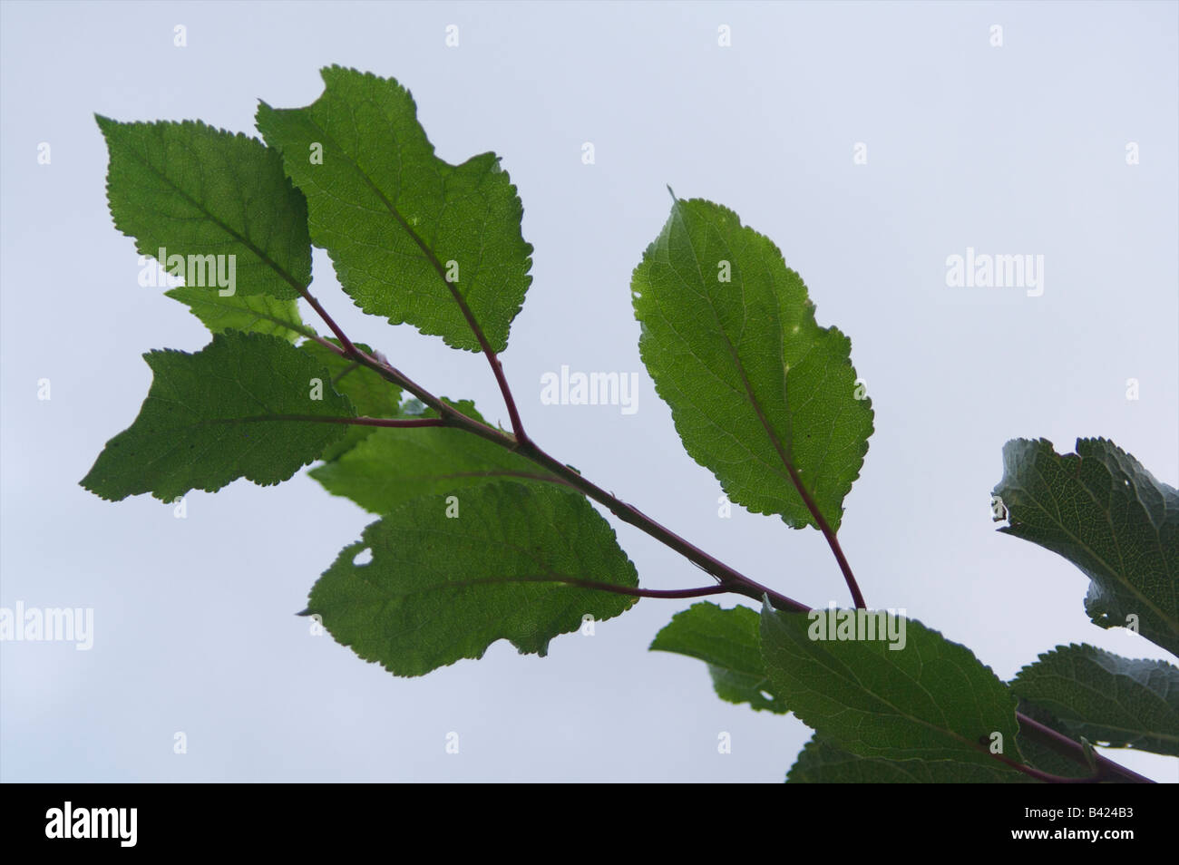 Feuille feuilles branche verte prunier la photosynthèse plante Banque D'Images