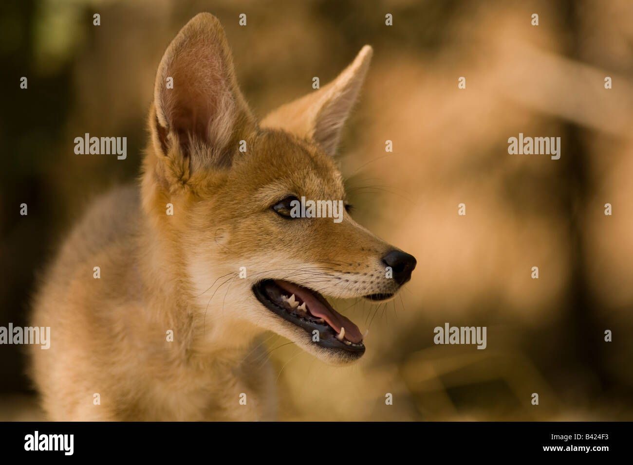Close-up de coyote pup. Banque D'Images