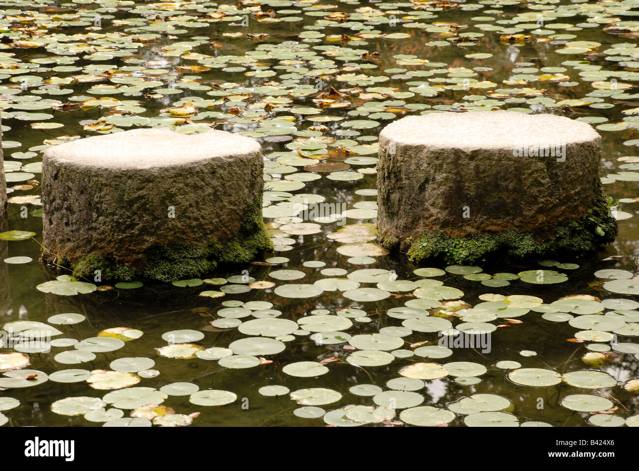 Grande croix stepping stones un lis-pad couverts Koy (étang Soryu-ike) à l'Heian-Jingu shrine à Kyoto. Banque D'Images