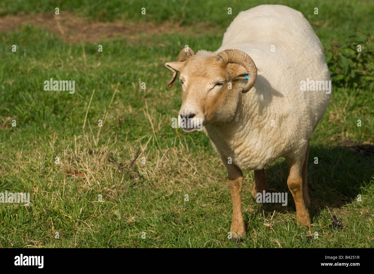 Close-up of a Portland moutons, une race rare et menacée, qui paissent dans un champ dans le Dorset England UK Banque D'Images