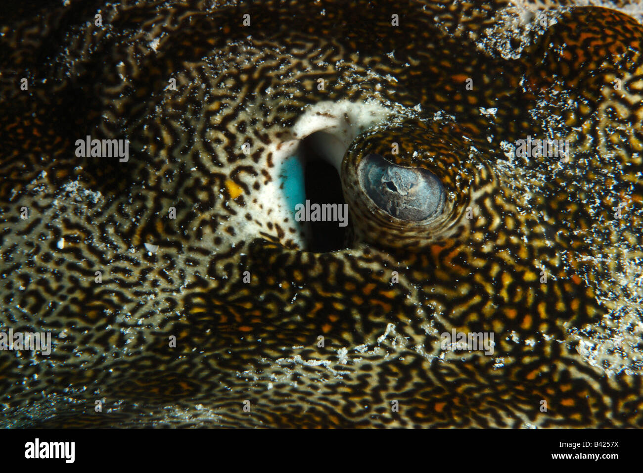 Un gros plan de l'oeil de chouette Stingray jaune reposant sur un fond de sable entre les formations de corail. Banque D'Images