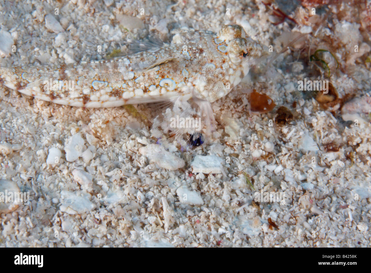 Lancer poisson Dragonet posée sur le fond, camouflé et en fonction de l'environs. Banque D'Images