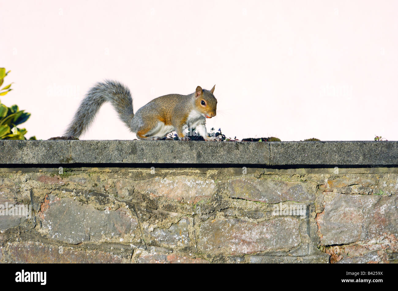 Un écureuil gris Sciurus carolinensis assis sur un mur en pierre avec jardin une cacahuète dans la bouche Banque D'Images