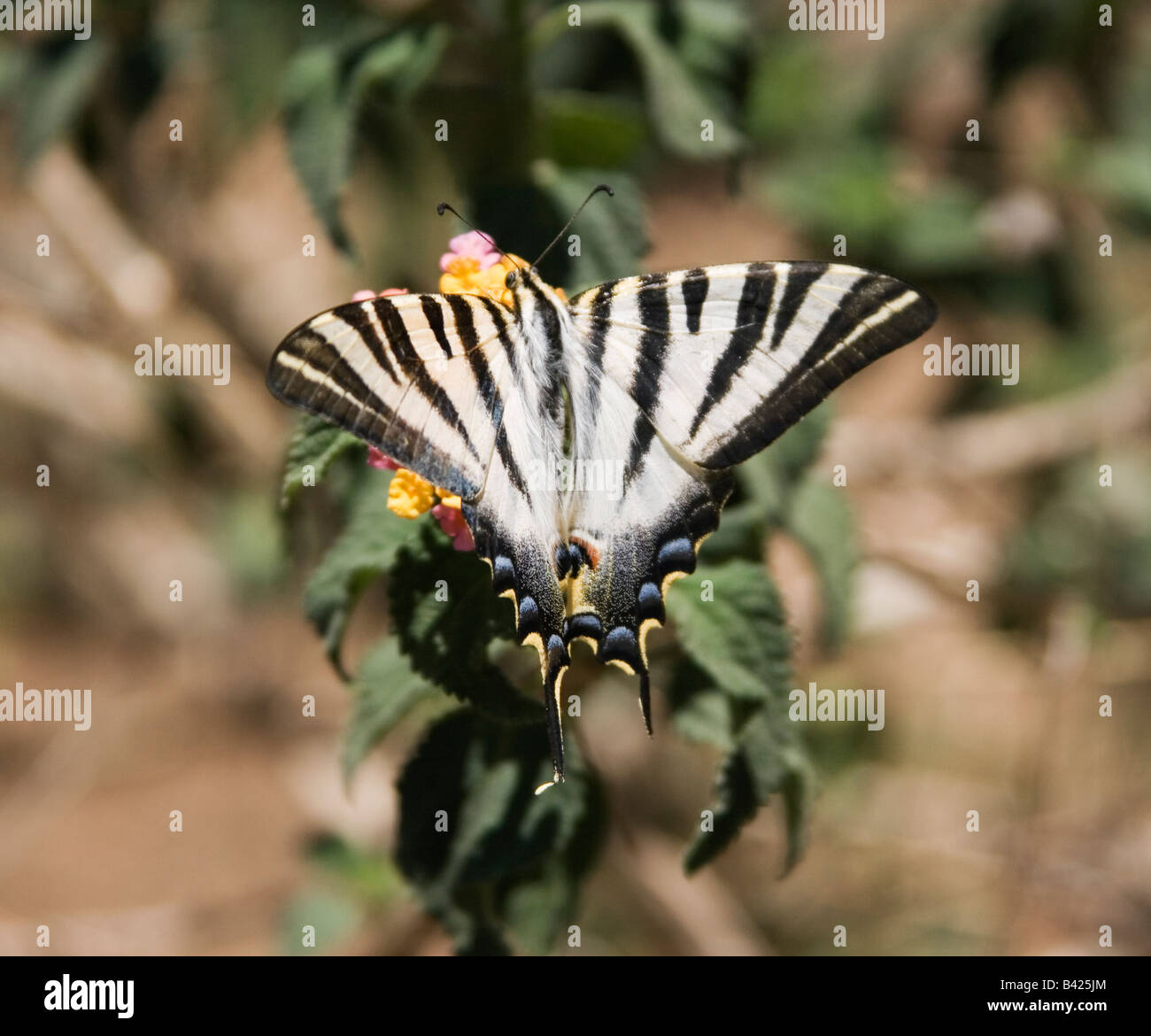 Papillon du machaon rare se nourrissant de plant Banque D'Images