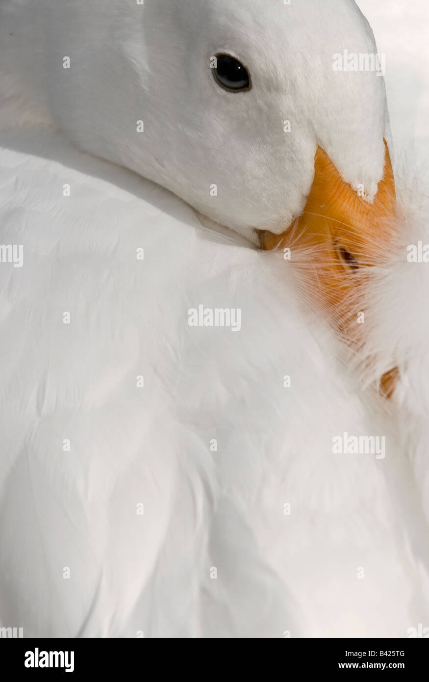 Un portrait d'un beau jaune canard blanc soulignant des bill Banque D'Images