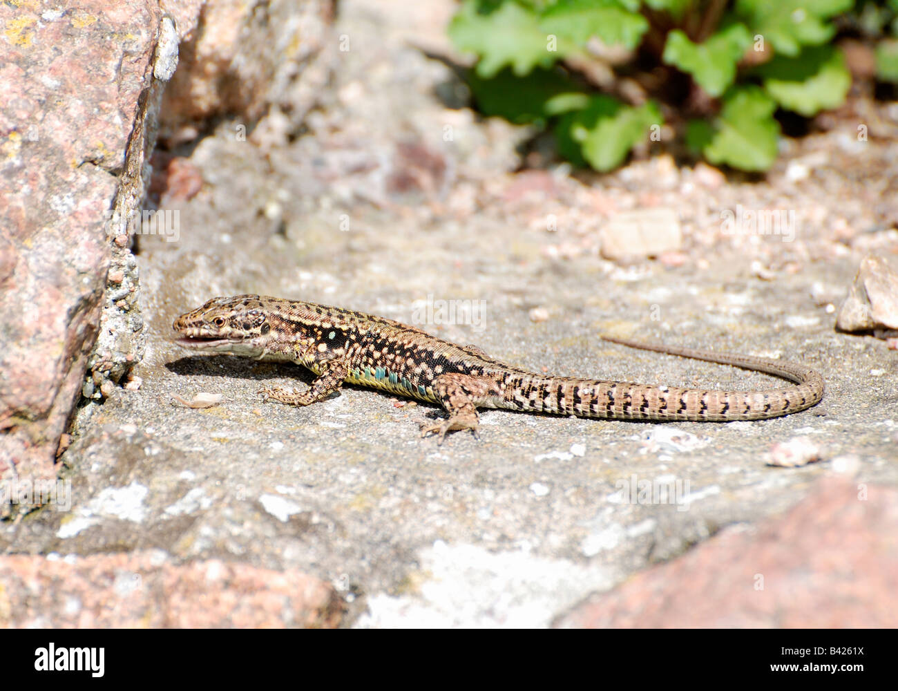 Lézard des murailles,lacera vivpara,manger sur mur ensoleillé. Banque D'Images