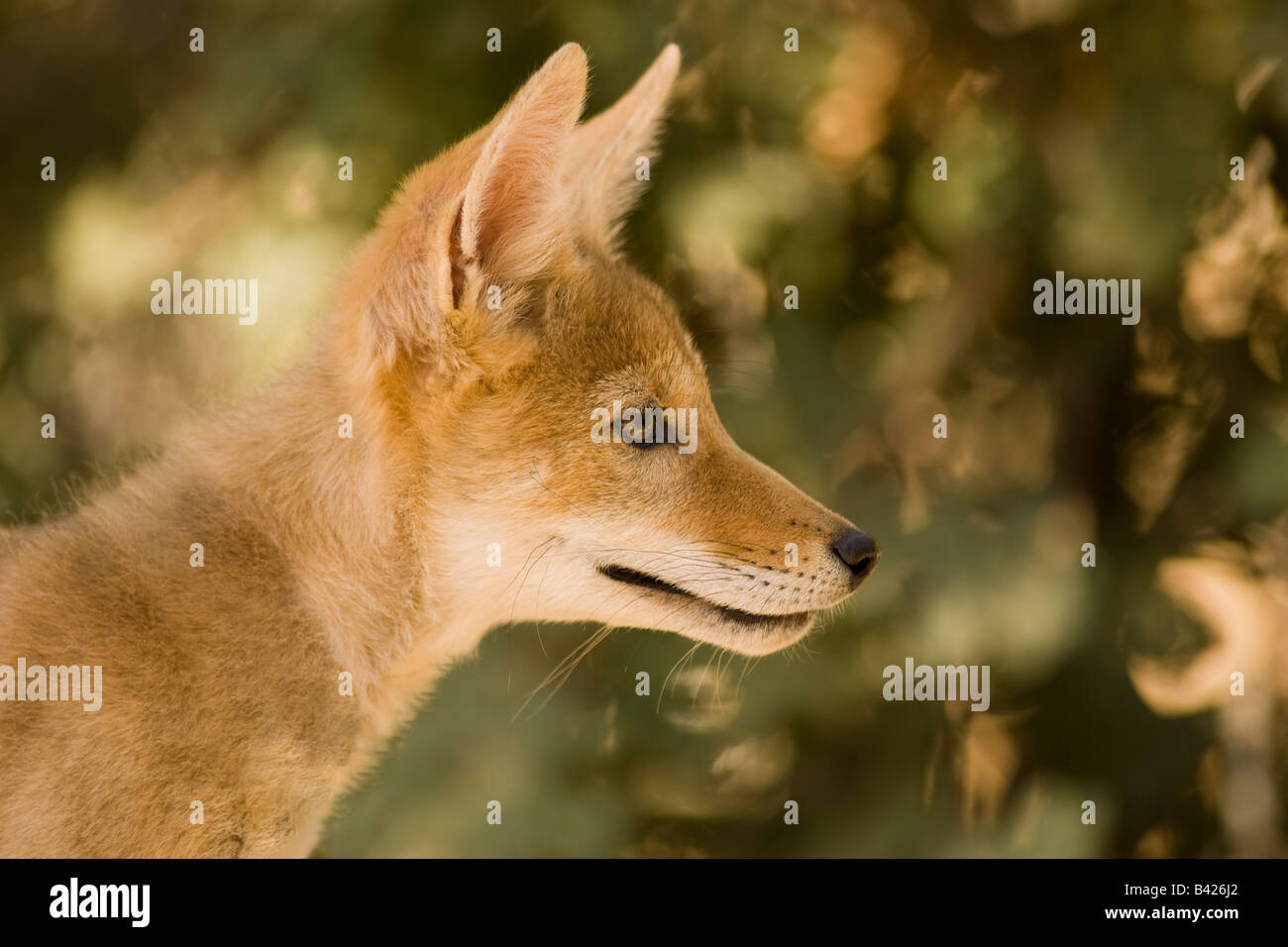 Profil de coyote pup. Banque D'Images