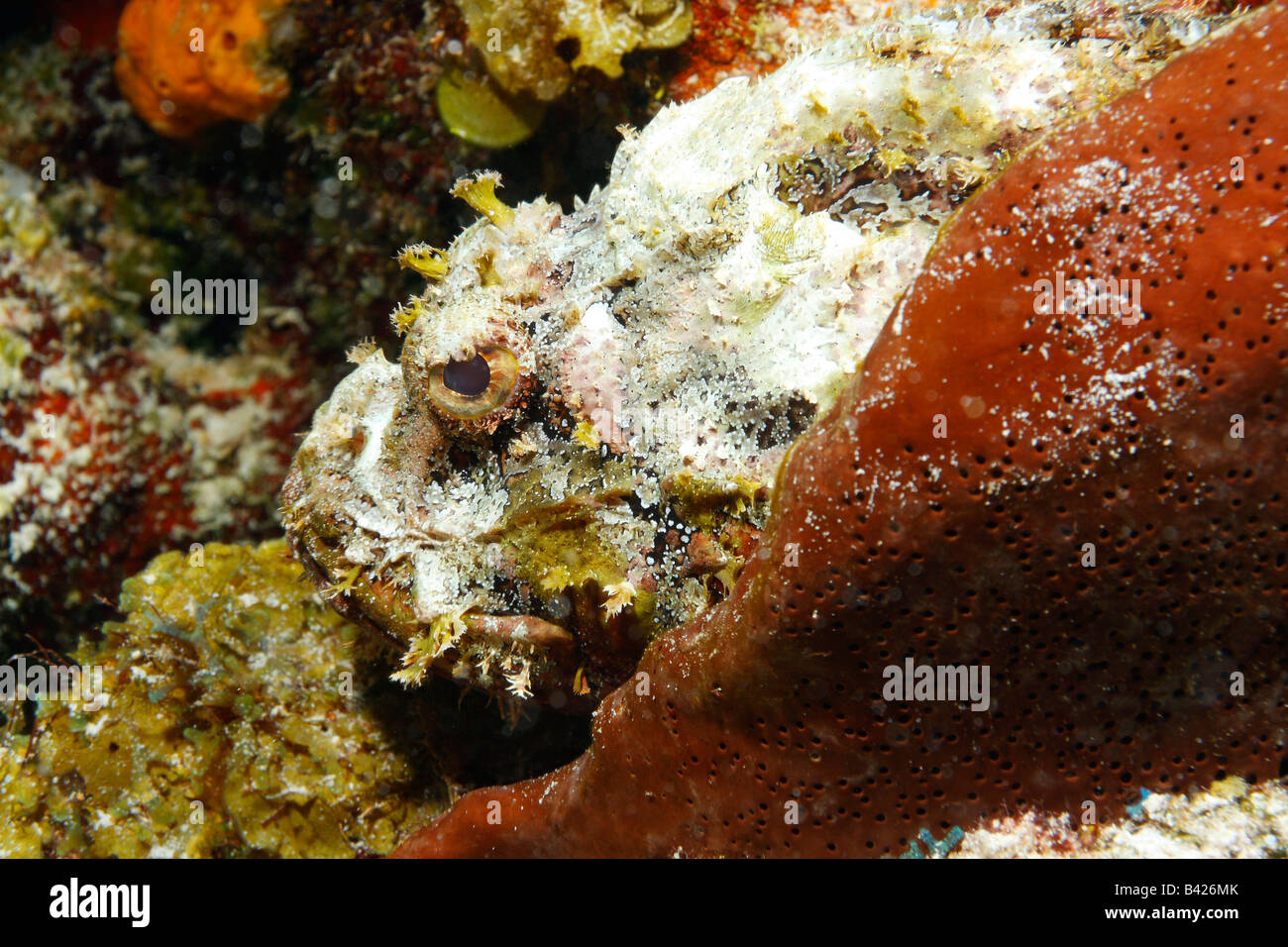 Un gros plan visage tourné de Spotted Scorpionfish camouflé pour correspondre à la barrière de corail et fond rocheux de l'océan. Banque D'Images