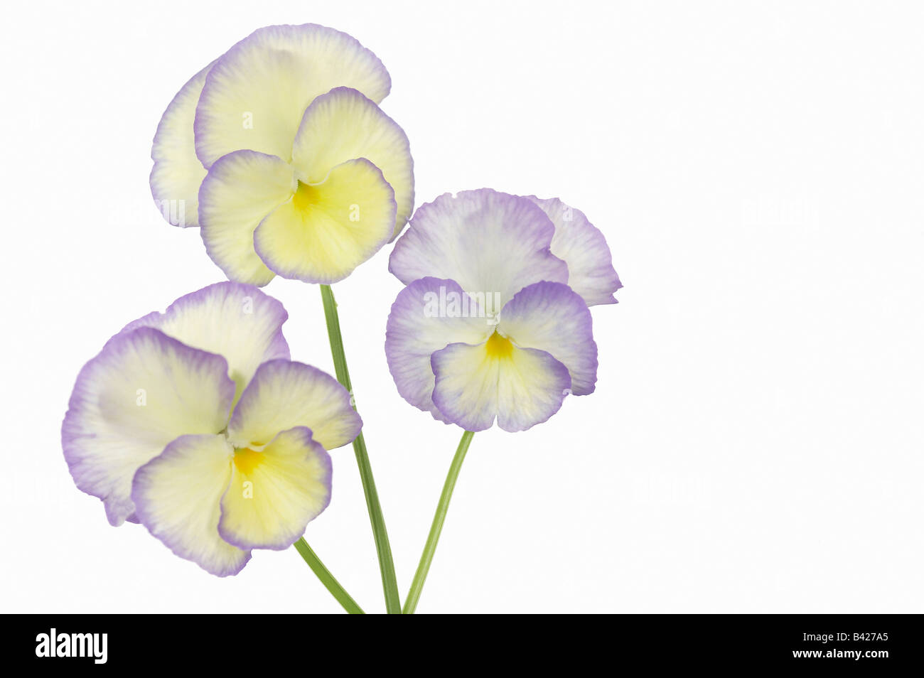 Trois fleurs Etain Viola Banque D'Images