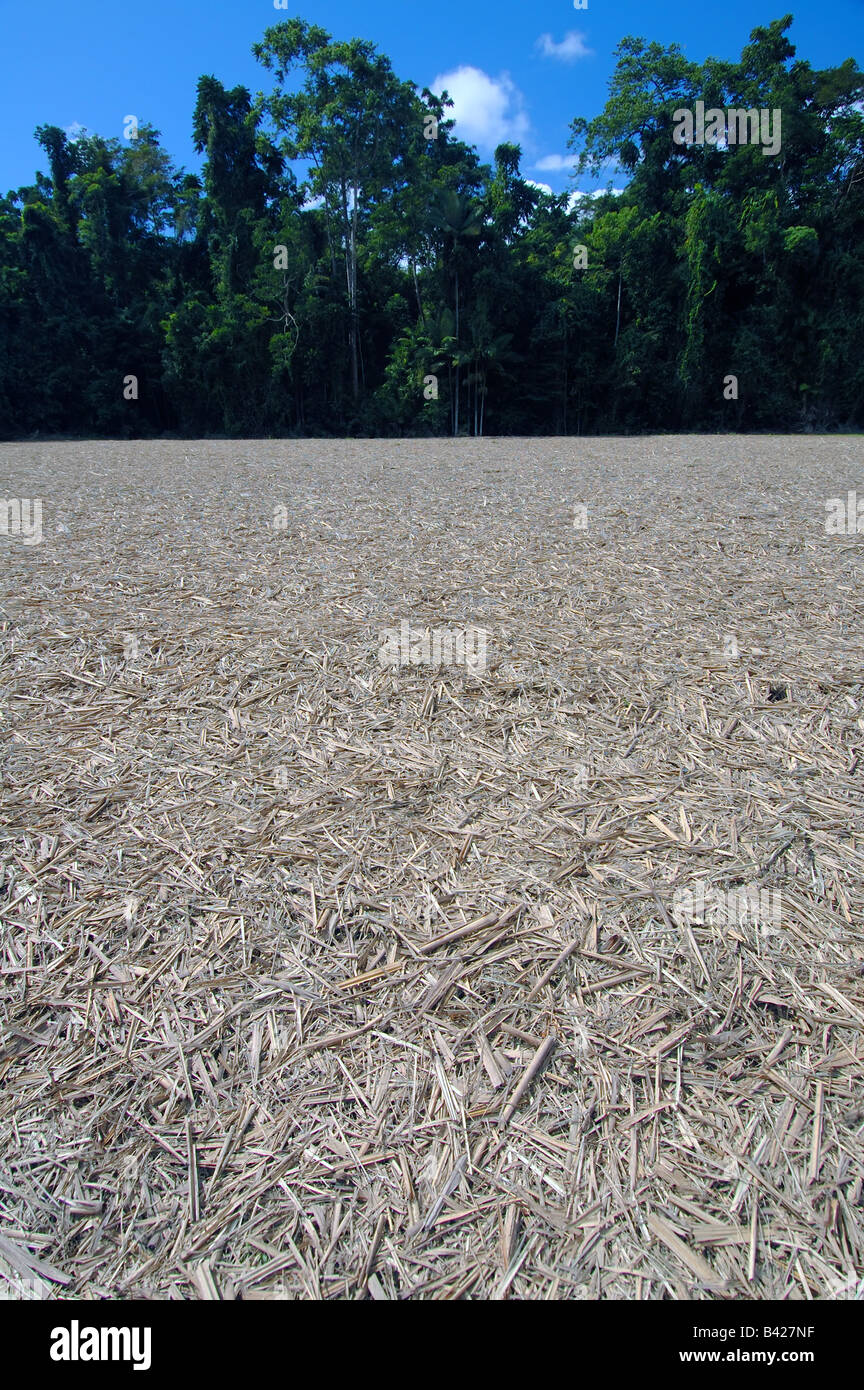 Après la récolte - des forêts tropicales défrichées pour faire place à la canne à sucre, Mossman, au nord du Queensland, Australie Banque D'Images