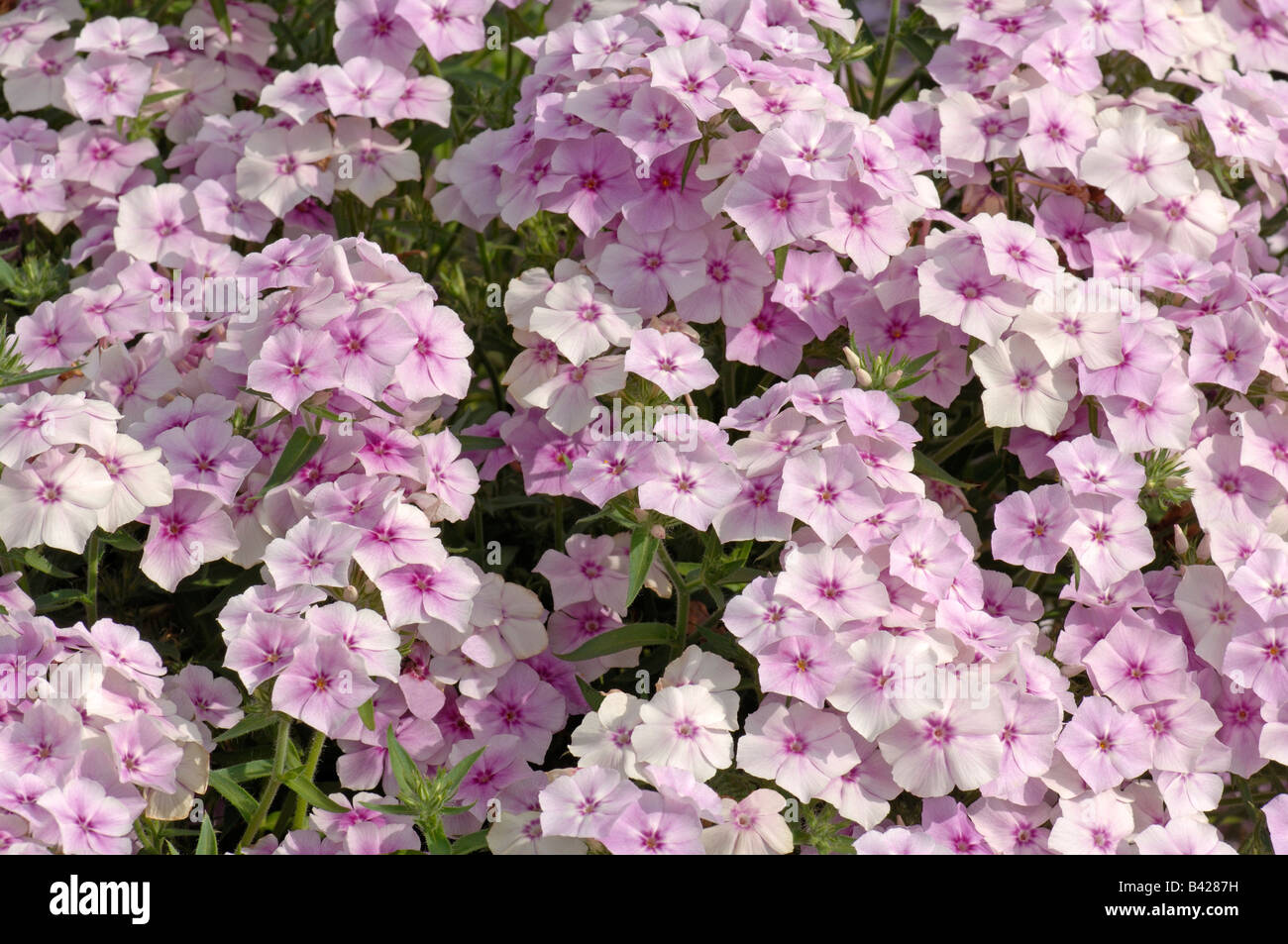 Phlox (Phlox drummondii annuel), variété : Phoenix Contact, la floraison Rose Banque D'Images