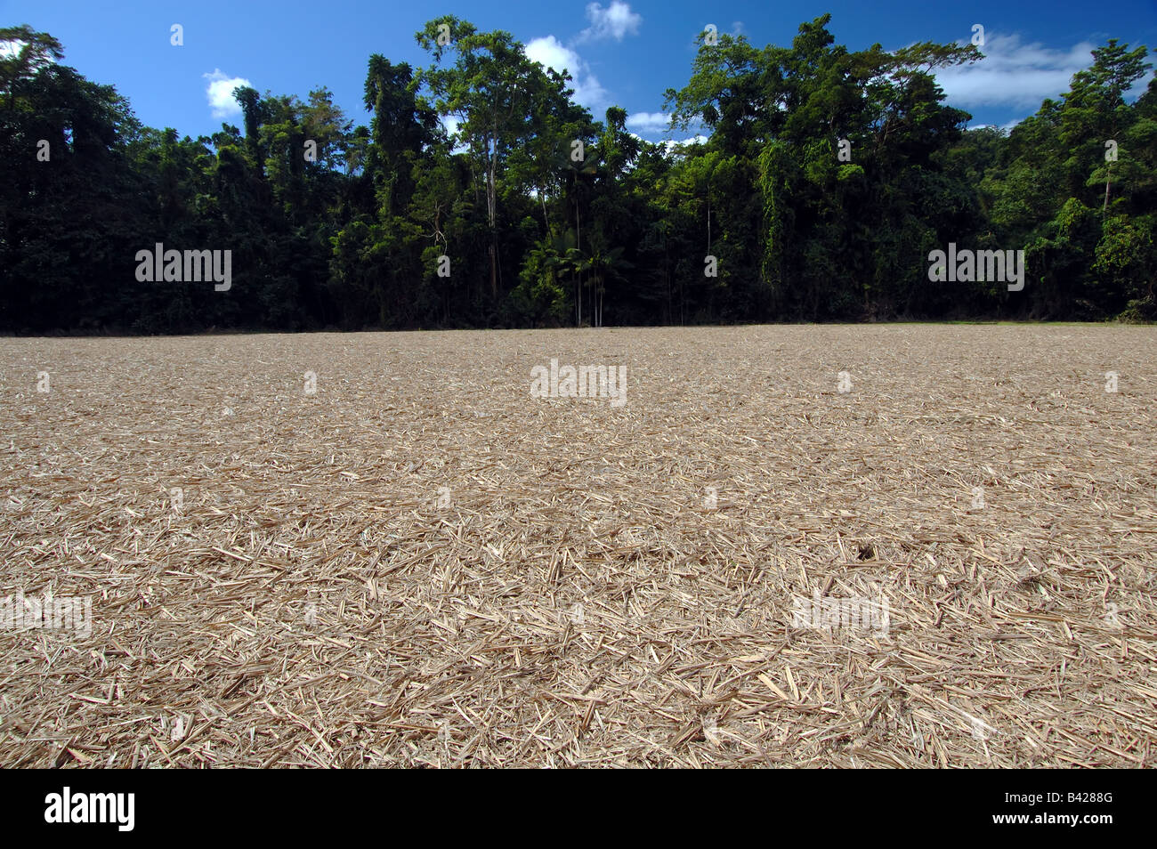 Après la récolte - des forêts tropicales défrichées pour faire place à la canne à sucre, Mossman, au nord du Queensland, Australie Banque D'Images