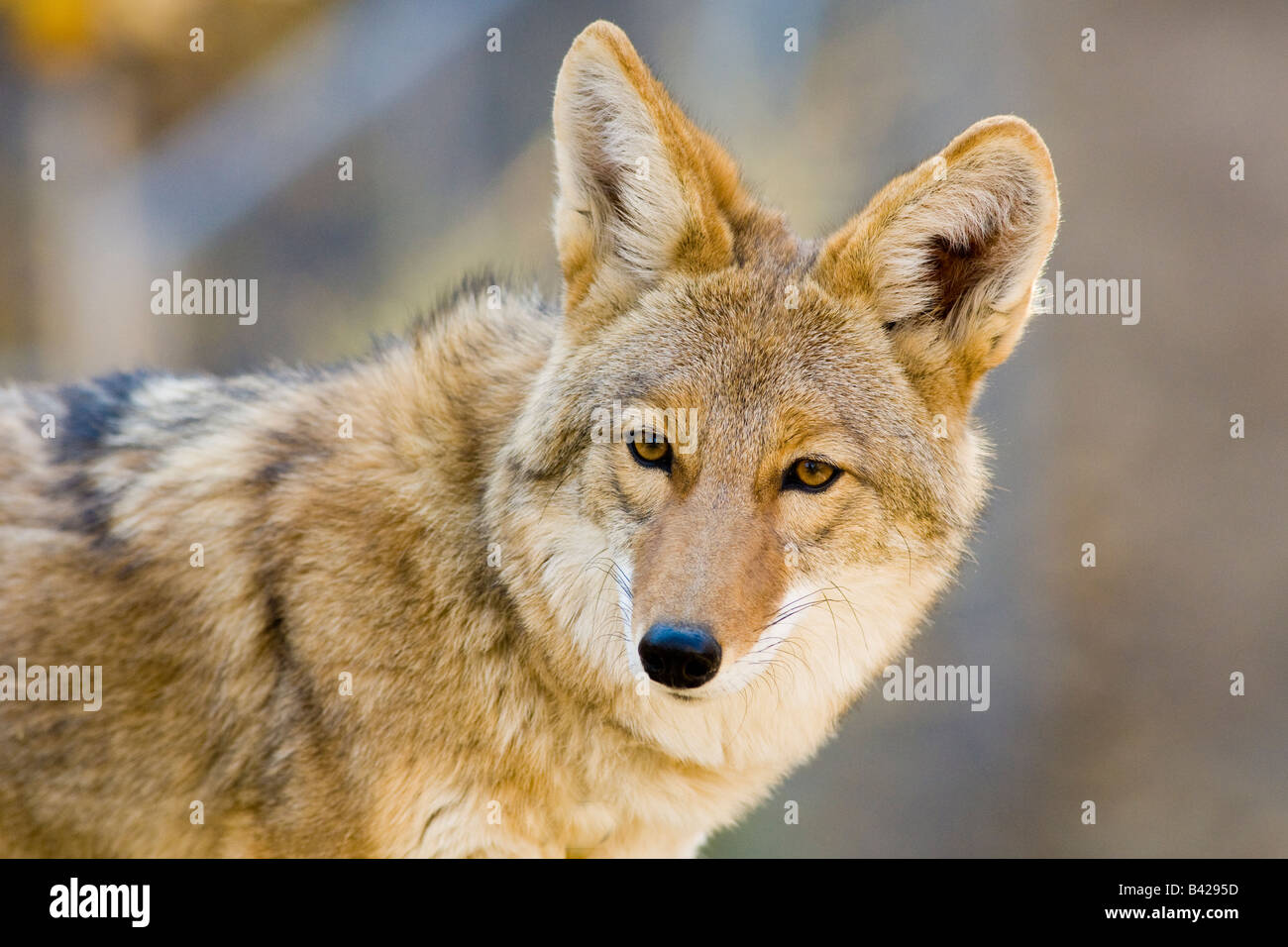 Coyote adultes à vers la caméra. Banque D'Images