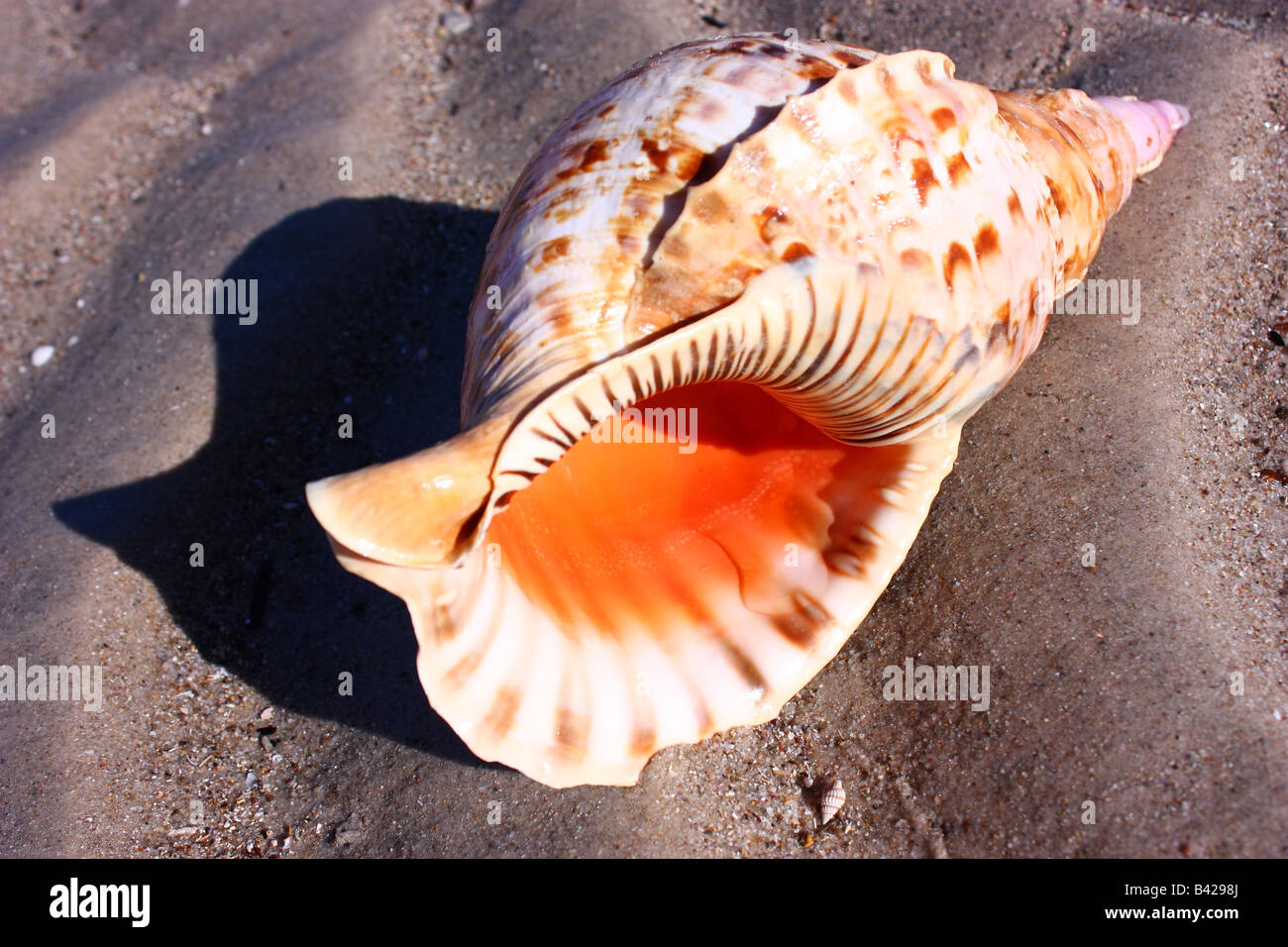 Grand shell sur la plage en Australie du Sud, Australie Banque D'Images