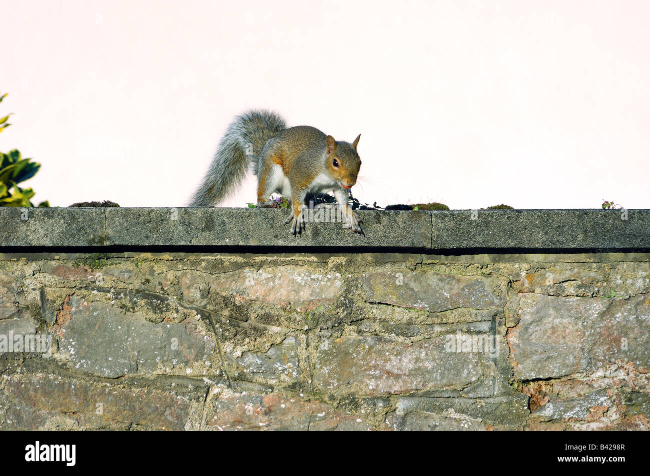 Un écureuil gris Sciurus carolinensis assis sur un mur en pierre avec jardin une cacahuète dans la bouche Banque D'Images