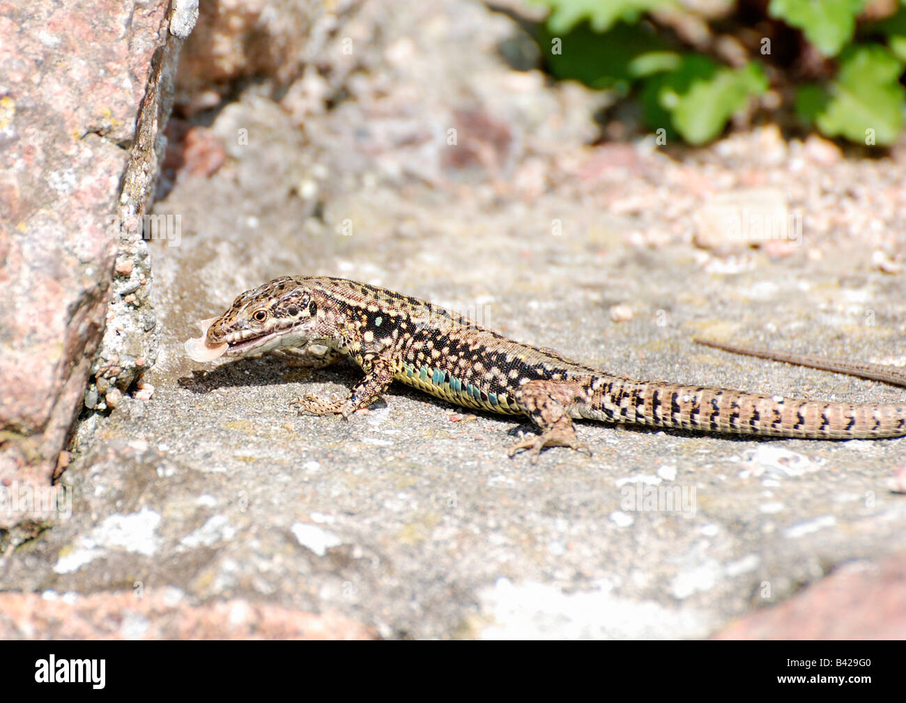 Lézard des murailles,lacera vivpara sur manger mur ensoleillé Banque D'Images