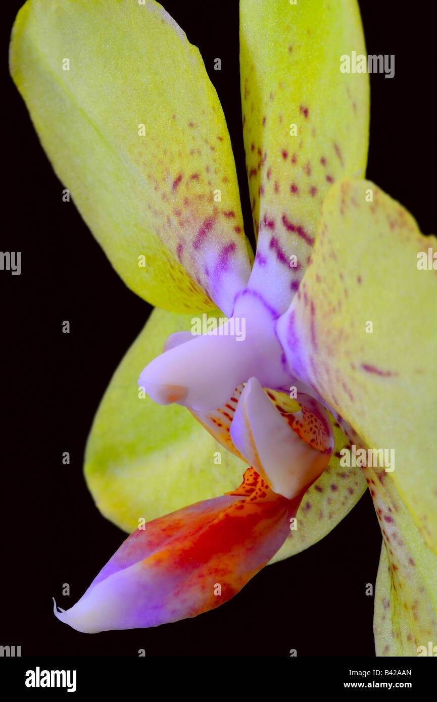 Macro d'une orchidée Phalaenopsis jaune Banque D'Images