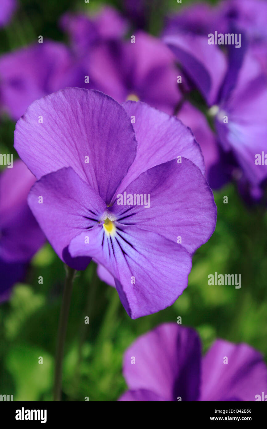 Fleur violette viola ou pansy Banque D'Images