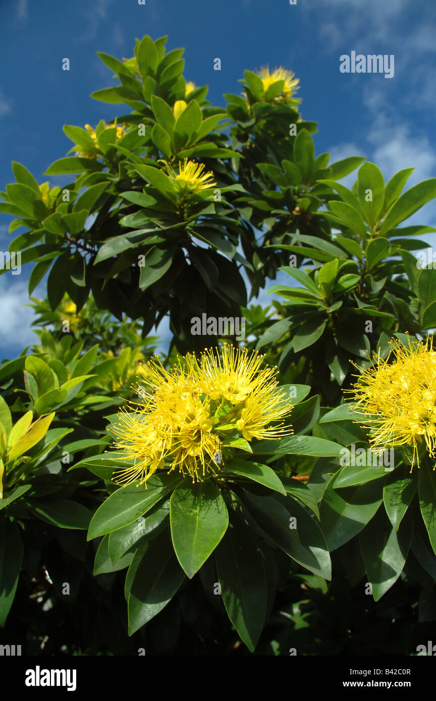 Penda Banque D Image Et Photos Alamy