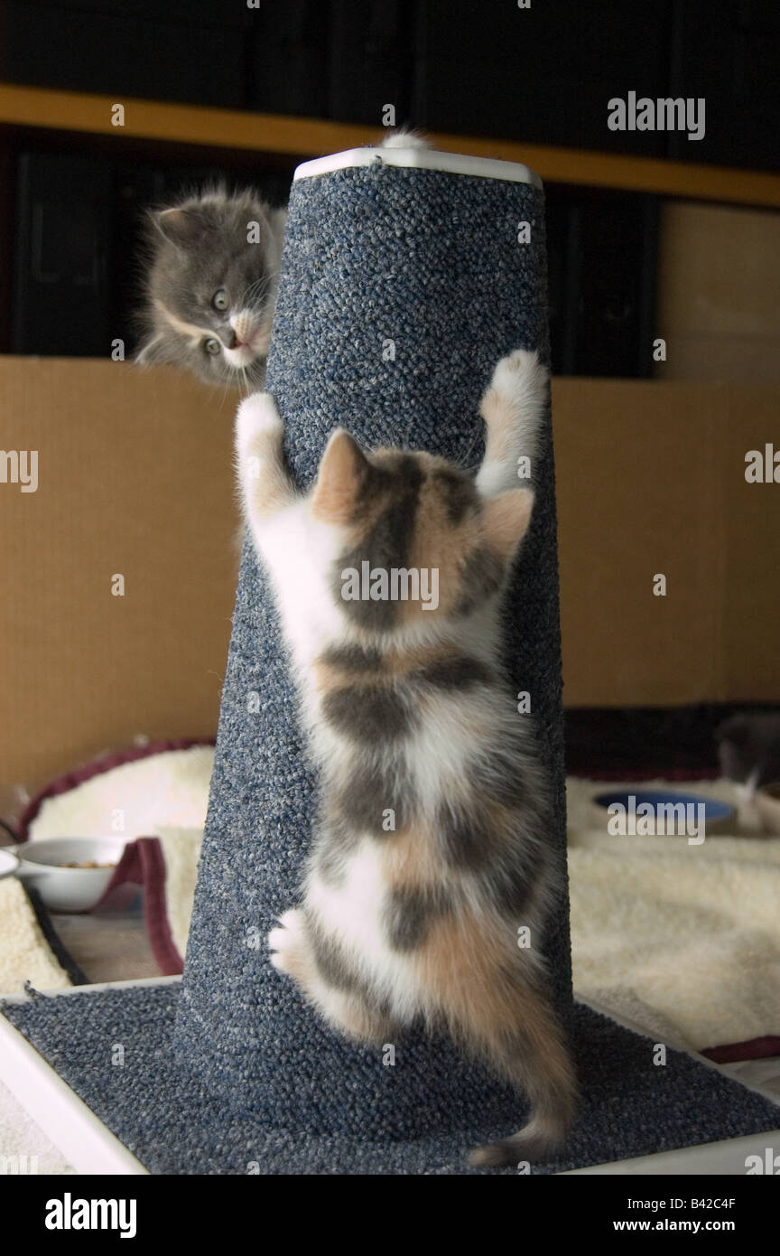 Deux jeunes chatons de 39 jours, 5 semaines, jouant sur un poste de travail. Banque D'Images