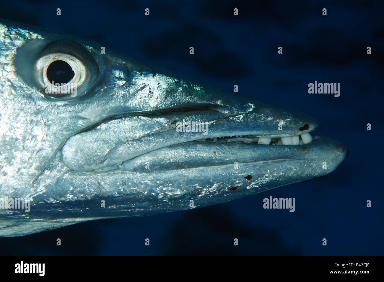 Un gros coup de tête d'un grand barracuda gratuitement-natation en eau libre. Banque D'Images