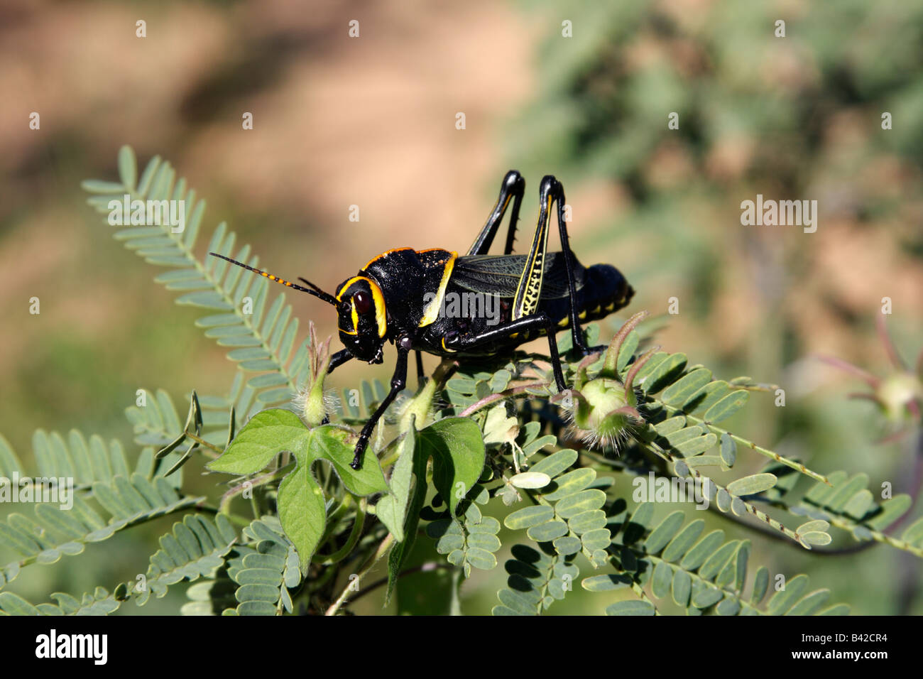 L'Lubber grasshopper (Taeniopoda eques), Arizona, USA Banque D'Images