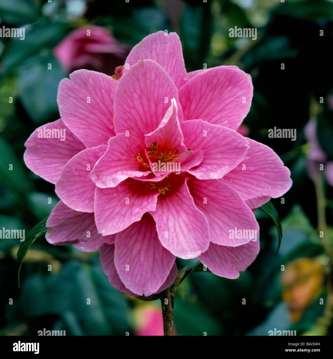 Floraison rose Camellia x williamsii Don Banque D'Images