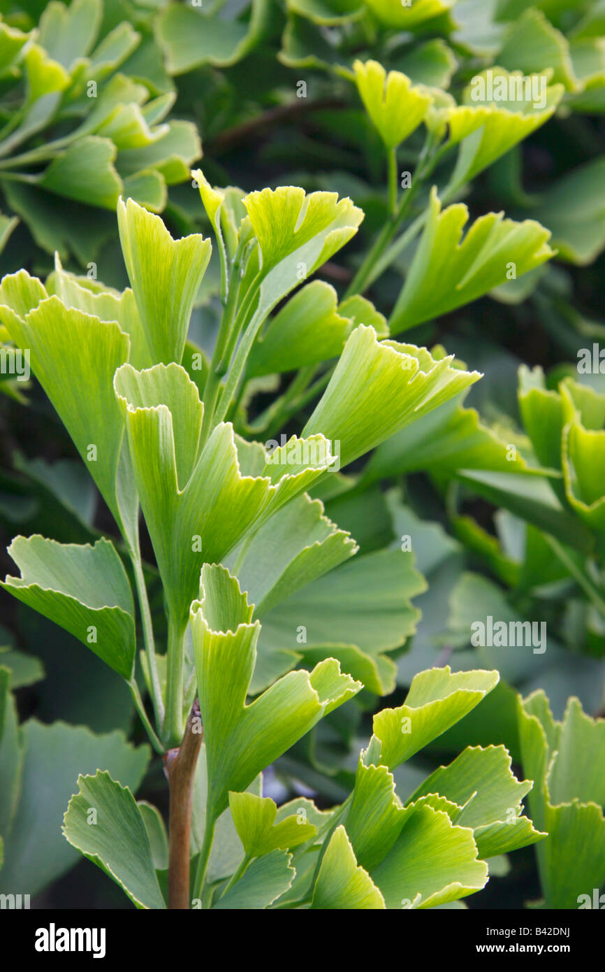 Feuilles de ginkgo biloba ou arbre aux 40 écus Banque D'Images