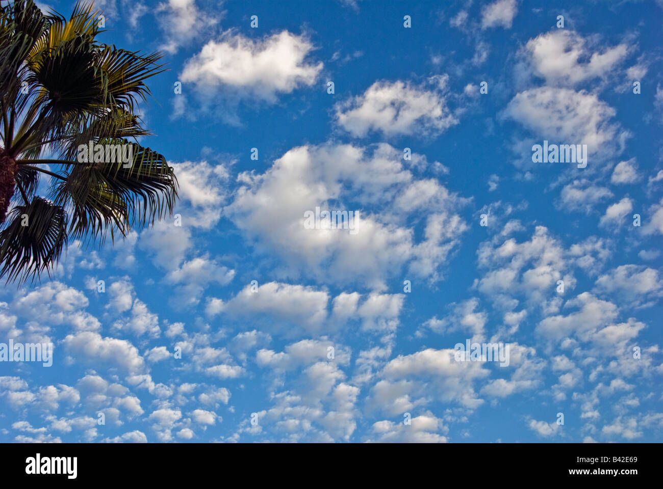 Développement de cumulus, palmiers, ciel bleu, Personne, personne n'Howard Hughes Center Los Angeles California, USA Banque D'Images