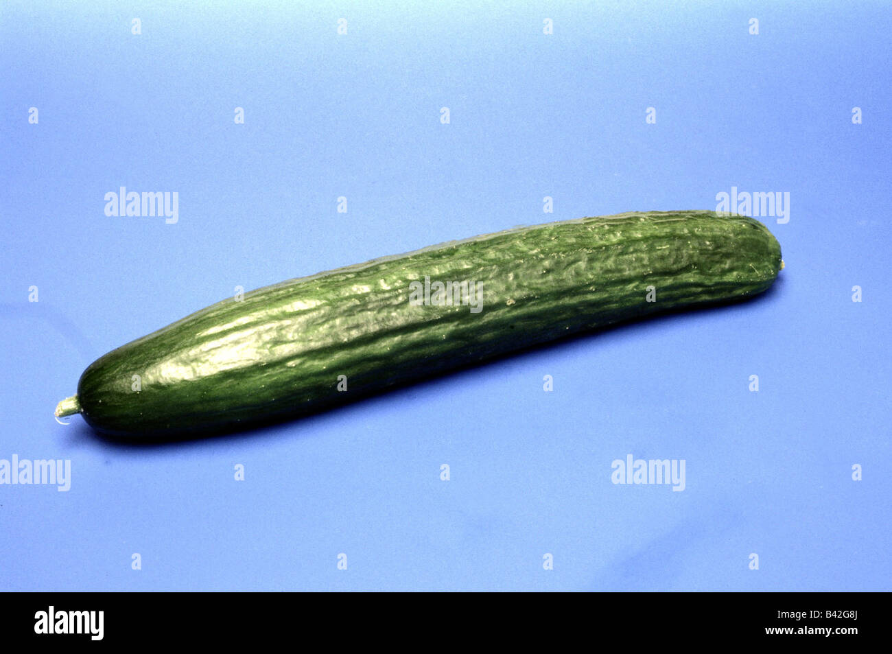 La botanique, le concombre (Cucumis,), le concombre (Cucumis sativus), fruits, studio shot, Cucurbitaceae, Dilleniidae Violales,, croissance, veg Banque D'Images