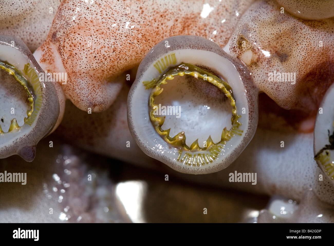 Les drageons crantée entourée de dents pointues sur les tentacules de calmar de Humboldt calmars géants Dosidicus gigas Banque D'Images