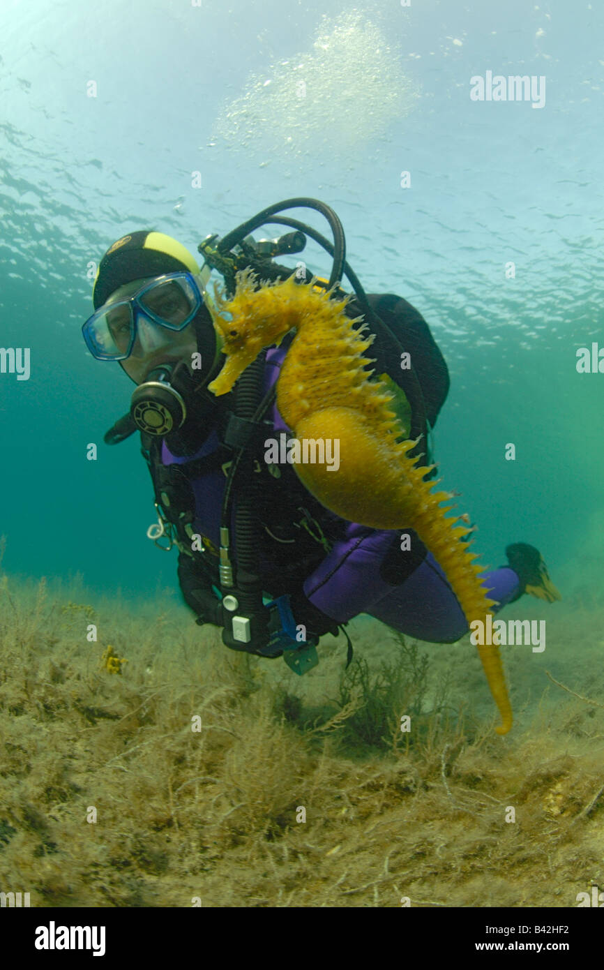 Longsnouted enceintes et hippocampes Hippocampus guttulatus plongeur de l'île de Pag Croatie Mer Adriatique Banque D'Images