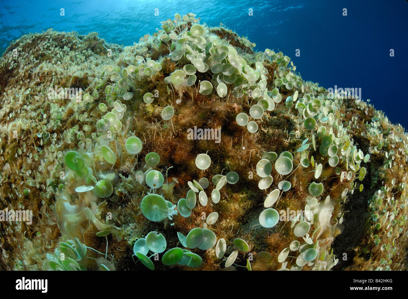 Bol Vert Indicateur d'algues pour l'assainissement de l'eau Acetabularia acetabulum Vis Island Mer Adriatique Croatie Banque D'Images