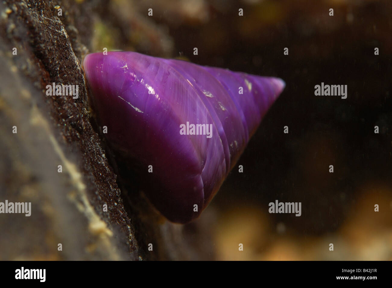 Le haut escargot le spec Piran Slovénie Mer Adriatique Banque D'Images