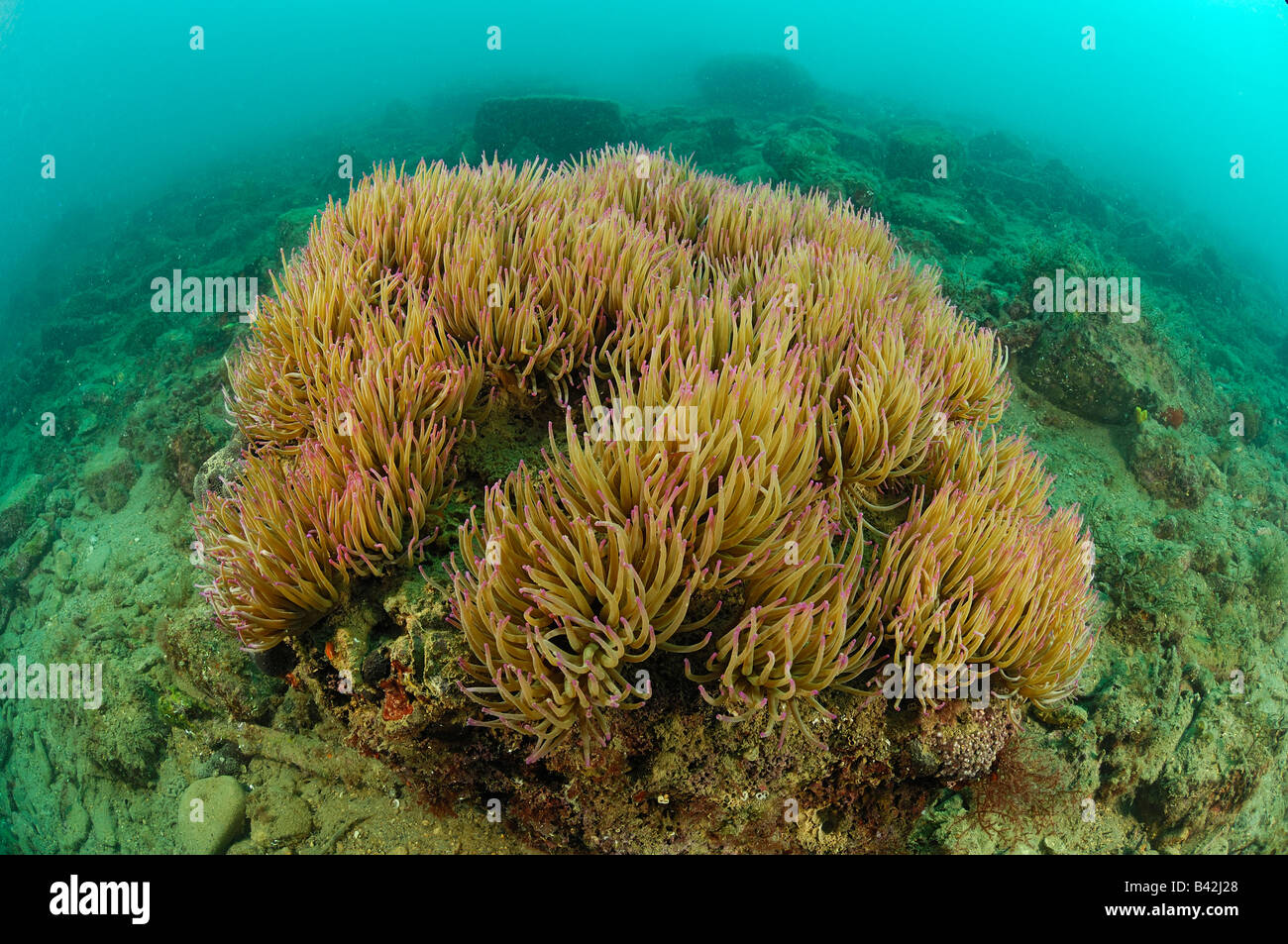 Colonie d'Opolet Anemone Anemonia sulcata Piran Slovénie Mer Adriatique Banque D'Images