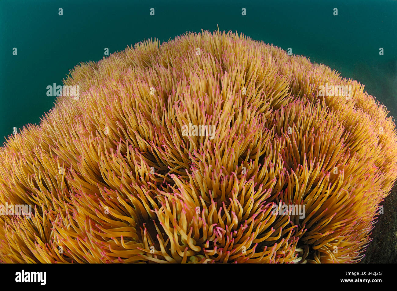Colonie d'Opolet Anemone Anemonia sulcata Piran Slovénie Mer Adriatique Banque D'Images
