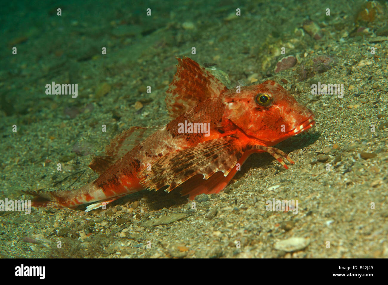 Trigloporus lastoviza Grondin strié Piran Slovénie Mer Adriatique Banque D'Images