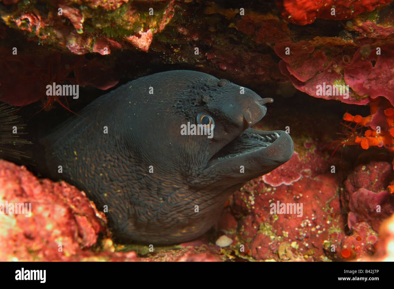 Murène Gymnothorax unicolor Marron Ile de Porquerolles Hyères Cote d Azur France Banque D'Images