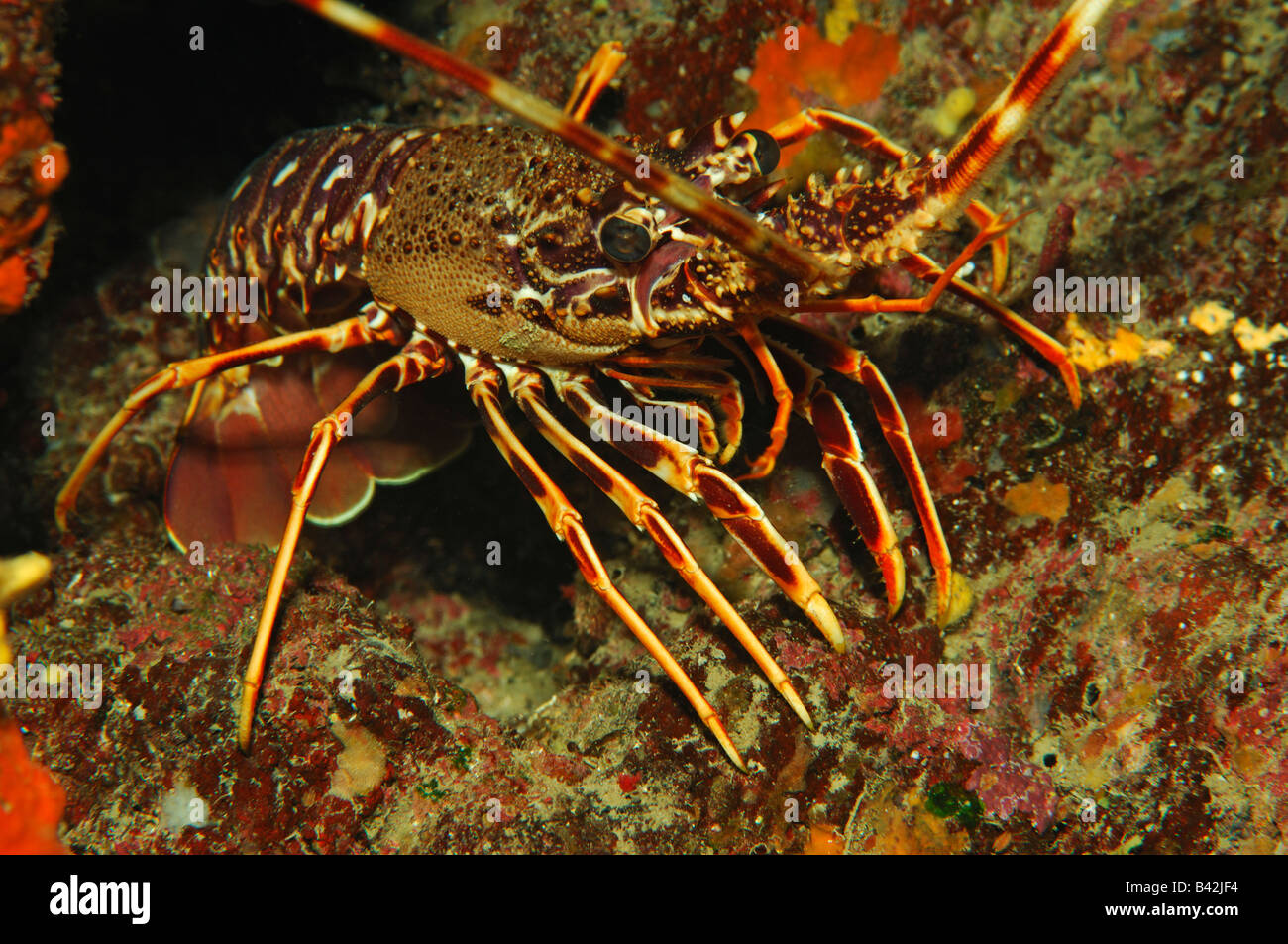 Langouste européenne Palinurus elephas Mer Adriatique Croatie l'île de Sušac Banque D'Images